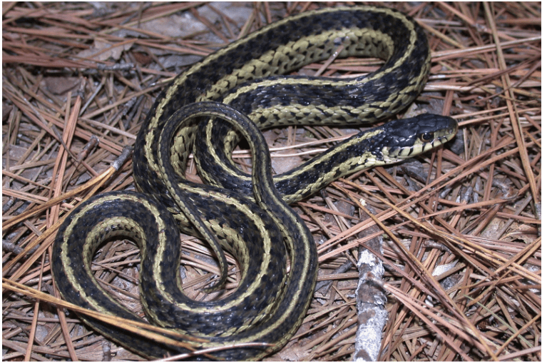 Eastern Garter Snake in pine straw.